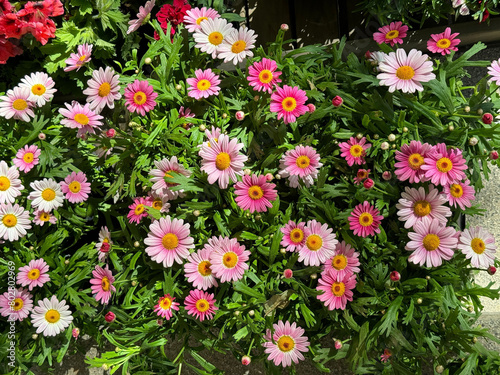 Pink flowers Argyranthemum frutescens, known as Paris daisy, marguerite or marguerite daisy.