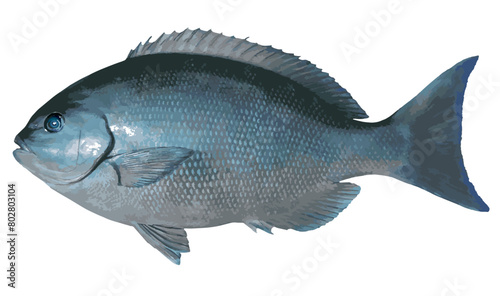 体高のある大型オナガメジナの美しい魚体をイラスト風にレタッチ加工した切り抜き画像。
