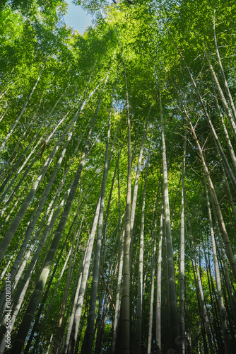 green bambooforest background