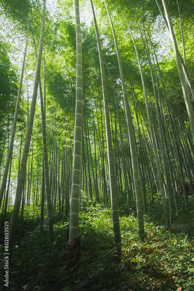 Fototapeta premium Bambooforest in the morning