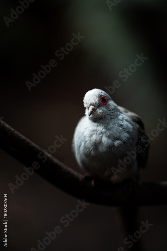 Diamond striped dove (Geopelia cuneata) on a branch with red eyes photo