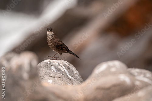 Chilean seaside cinclodes (Cinclodes nigrofumosus) perched on a rock photo