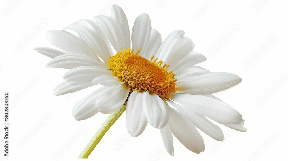 Fototapeta premium Generate an image of a white daisy in full bloom against a white background