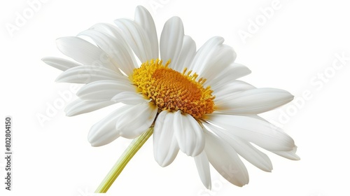 Generate an image of a white daisy in full bloom against a white background