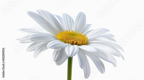 Generate a high-resolution image of a white daisy in full bloom against a white background