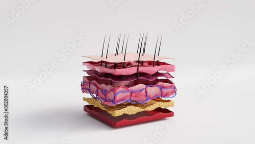 animation of detailed inner composition of a square of skin. shows a cross section of the skin in which can see the various layers and elements. good for explaining the study of skin parts