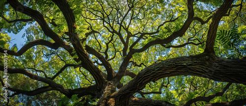 anoramic view of the canopy and branches from below, of an old oak tree in beauntiful south carolina with lush green foliage photo
