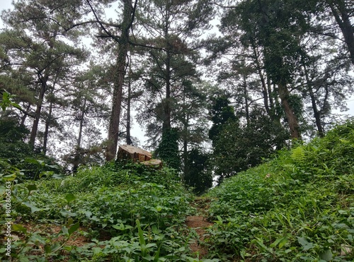 Photo of a large pine tree in the tourism area, photo taken from below