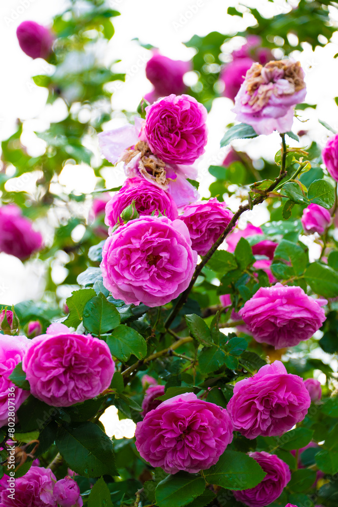雨後の薔薇 雨後の薔薇
