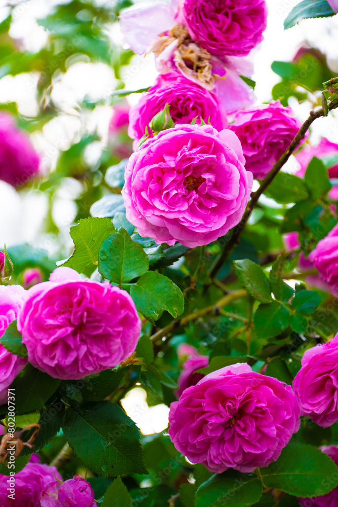 雨後の薔薇