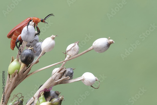 A red-headed cardinal beetle is looking for food in the bushes. This beautiful colored insect has the scientific name Pyrochroa serraticornis. photo