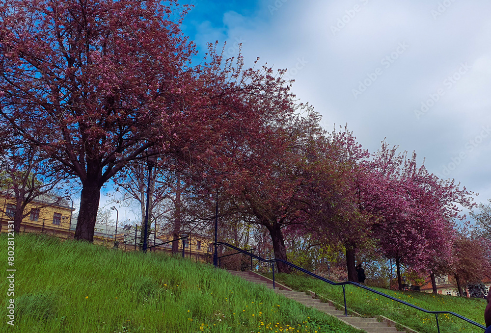 blossom trees and sky