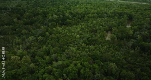 Evergreen Dense Thicket In Wolf River Creek, Shelby County, Tennessee, USA. Aerial Shot photo