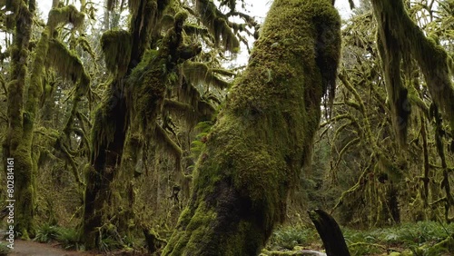 Hoh Rainforest Moss-covered Trees Along Hall of Mosses in Olympic National Park, Washington. - pan right shot photo