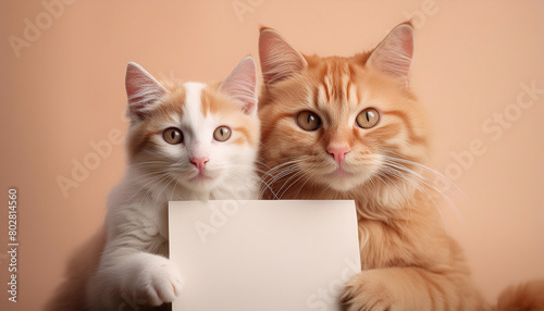 Fluffy White kitten and orange cat holding a blank card, pastel background.