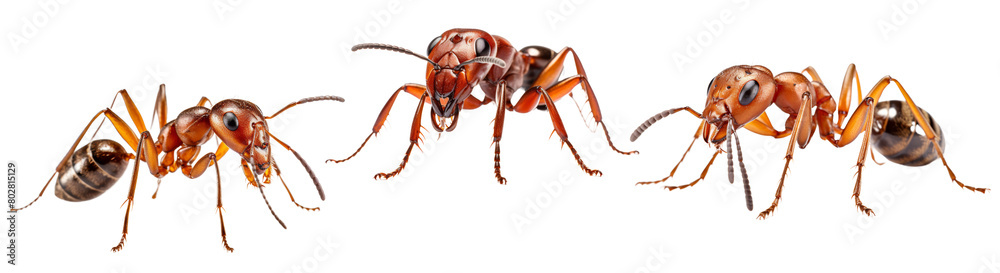 Set of Ant illustration PNG element cut out transparent isolated on white background ,PNG file ,artwork graphic design. Set of Ant illustration PNG element cut out transparent isolated on white background ,PNG file ,artwork graphic design.