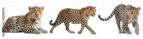 Set of leopard  illustration PNG element cut out transparent isolated on white background  PNG file  artwork graphic design.