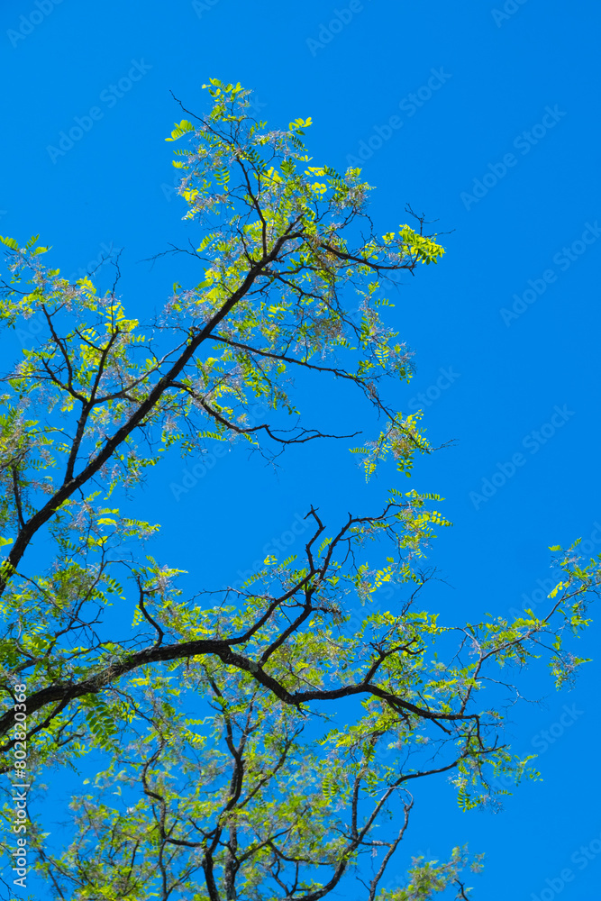 Tree branches in the blue sky, like Van Gogh