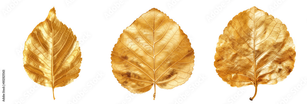 Set of gold aspen leaves Set of gold aspen leaves