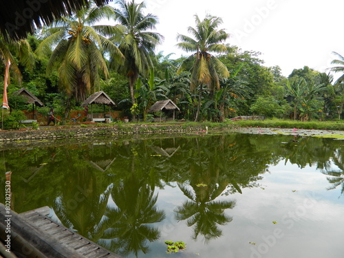 Image of a water pond with lotus plants above it. The pool has a beautiful view with shadows of objects and plants on the water