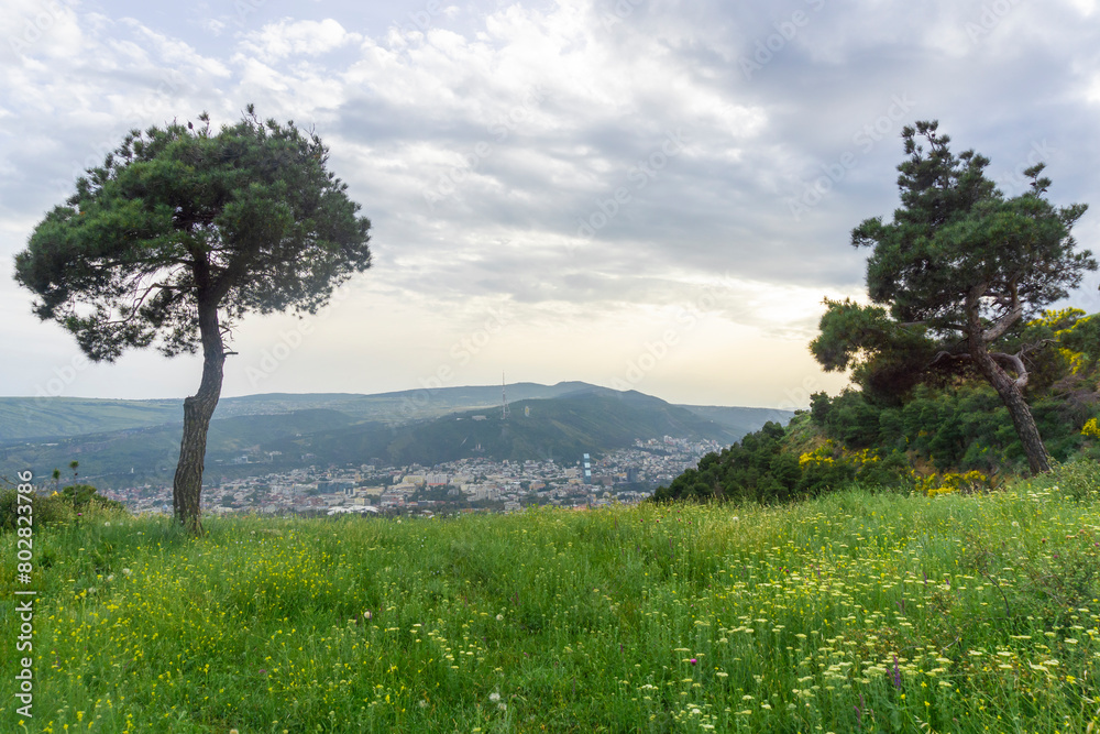 View of the Tbilisi TV tower from the opposite mountain. Two coniferous trees in the foreground