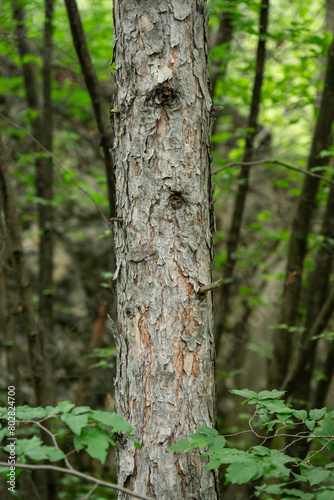 Tree trunk in a forest © Enrico