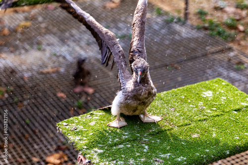 brown booby chick hose water shower white feathers