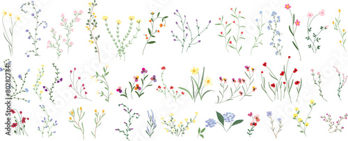 Hand drawn arrangements with small flower. Botanical illustration minimal style.