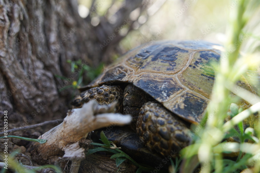 A turtle hides in its shell in the steppe. A turtle hides in its shell in the steppe.
