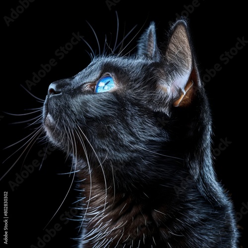 Black cat portrait  stunning blue eyed feline on dark background captured with sony a1 at 85mm f8 photo