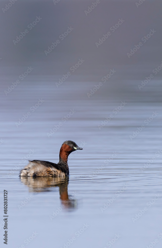 Little grebe (Tachybaptus ruficollis), Dehtar pond, Southern Bohemia, Czech Republic Little grebe (Tachybaptus ruficollis), Dehtar pond, Southern Bohemia, Czech Republic