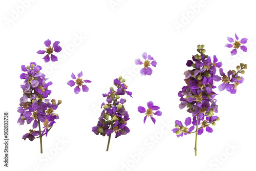 purple flowers lagerstroemia local flora of asia arrangement flat lay postcard style  photo