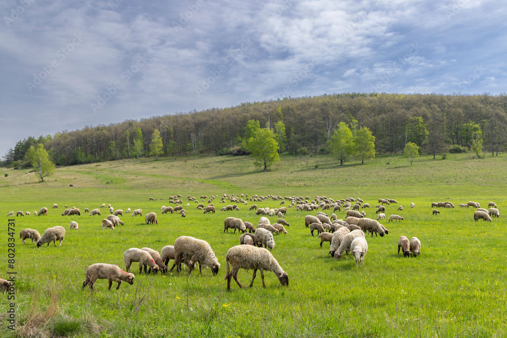 Sheep herd in Stiavnicke vrchy on Krupinska planina, Slovakia