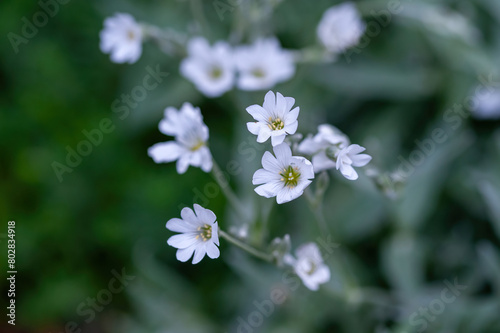 Macro shot of Boreal chickweed flowers Cerastium biebersteini