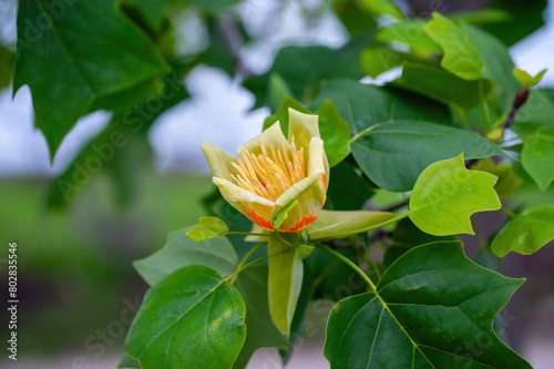 Macro shot of Tulip tree Liriodendron tulipifera