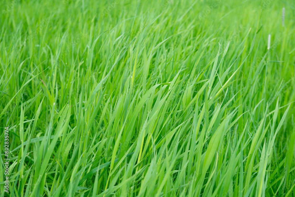 Naklejka premium green fresh spring grass swaying, flutter in strong wind, stormy weather, Wind Gusts, natural blurred background, summertime season