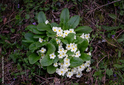 Gorgeous Primula flower captured in photograph