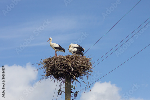 Three white storks on the nest