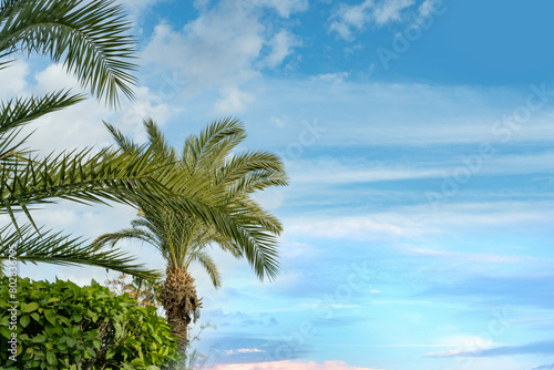 Fototapeta Naklejka Na Ścianę i Meble -  blue sky over tropical African date palm Phoenix dactylifera with clouds, concept transcendence, natural beauty tropics, infinity tropical background, banner for travel agencies, hotels, airlines