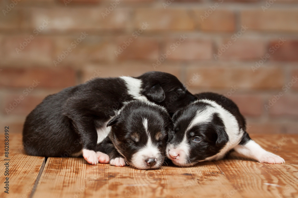 group of three border collie puppy dogs lying on a wooden surface against a brown brick wall