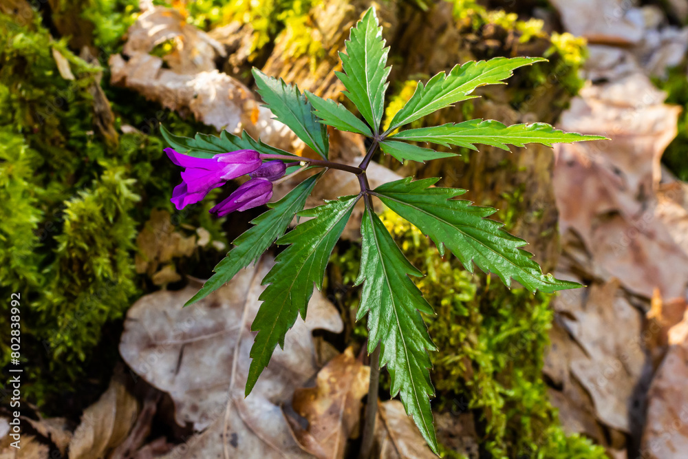 Dentaria glandulosa. Purple flowers in the spring forest Dentaria glandulosa. Purple flowers in the spring forest