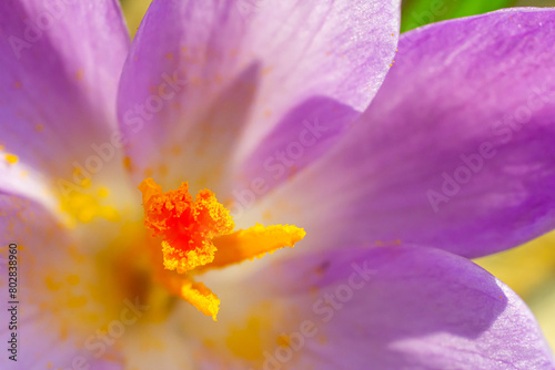 Close up detail with a Crocus heuffelianus or Crocus vernus spring giant crocus. purple flower blooming in the forest photo