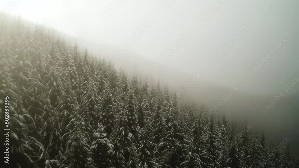 Pine Tree Forest With Snow Covered In Thick Fog In Olympic Peninsula, Washington, USA. - aerial flyover shot Pine Tree Forest With Snow Covered In Thick Fog In Olympic Peninsula, Washington, USA. - aerial flyover shot