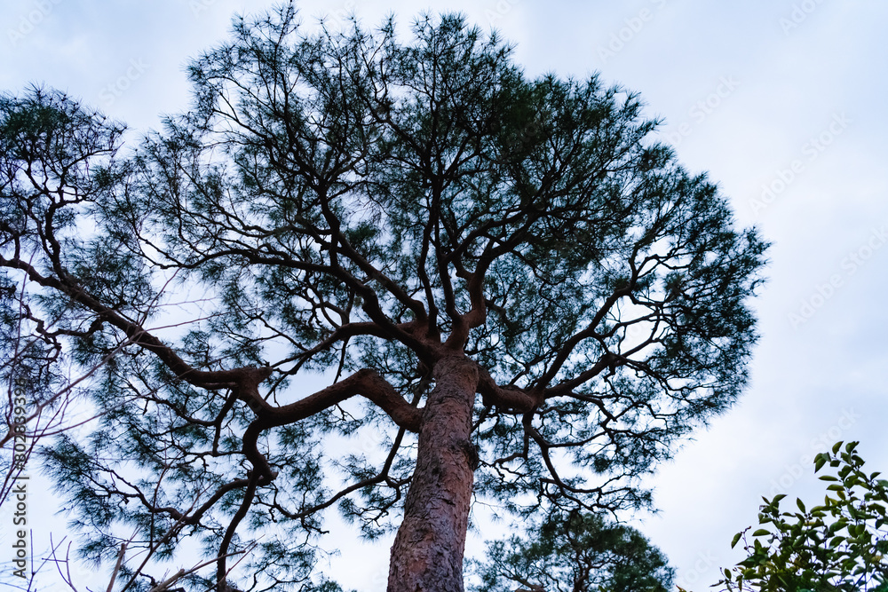 Fototapeta premium tree and sky