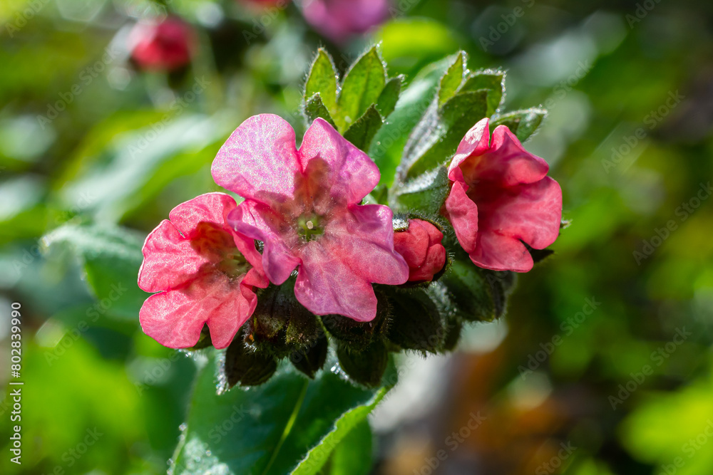 Vivid and bright pulmonaria flowers on green leaves background close up Vivid and bright pulmonaria flowers on green leaves background close up