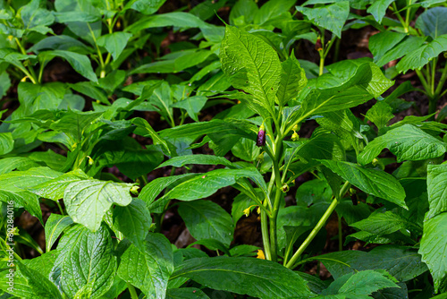 Wallpaper Mural Scopolia carniolica, the European scopolia or henbane bell, is a poisonous plant belonging to the family Solanaceae Torontodigital.ca
