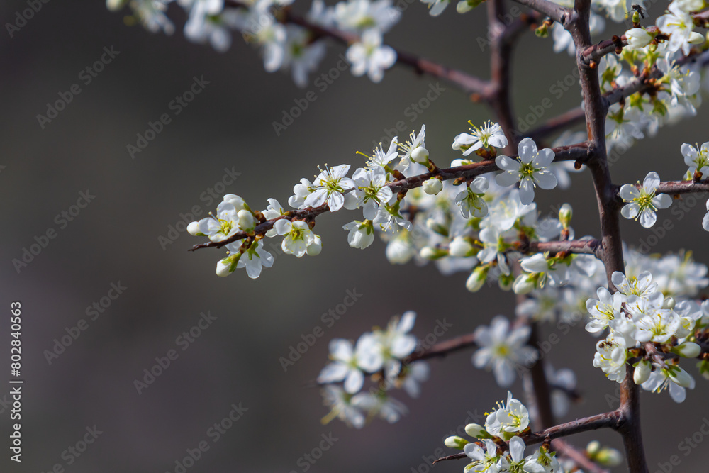 Prunus spinosa, called blackthorn or sloe, is a species of flowering plant in the rose family Rosaceae. Prunus spinosa, called blackthorn or sloe tree blooming in the springtime