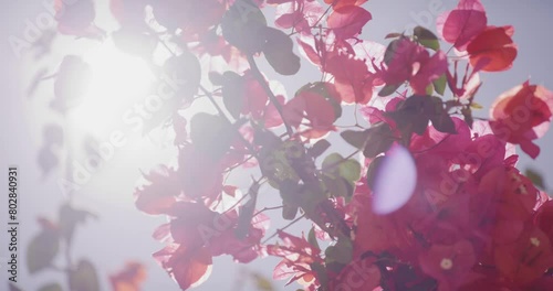 Sunlight filtering through vibrant pink bougainvillea blossoms, lens flare effect photo