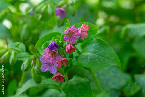 Vivid and bright pulmonaria flowers on green leaves background close up