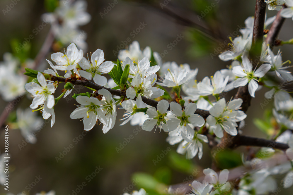 Prunus Cerasifera Blooming white plum tree. White flowers of Prunus Cerasifera